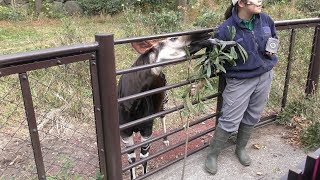 Okapi Feeding time (Kanazawa Zoological Gardens, Kanagawa, Japan) November 26, 2017