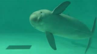 Finless porpoise (Miyajima Public Aquarium, Hiroshima, Japan) May 20, 2018
