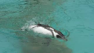 不思議な泳ぎをするフンボルトペンギンたち (東武動物公園) 2017年10月15日