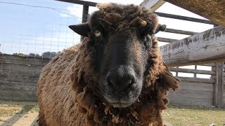 Goat & Sheep (Ako Seaside Park Animal Friendship Village, Hyogo, Japan) February 16, 2019