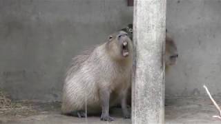 Squirrel Monkey on Capybara (TOBU ZOO, Saitama, Japan) October 15, 2017