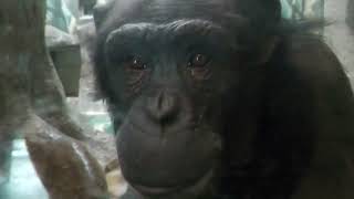 チンパンジー (天王寺動物園) 2021年10月19日