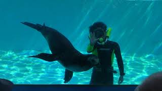 Dolphin & Sea lion show (Shimoda Floating Aquarium, Shizuoka, Japan) Mar. 18, 2018