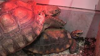 大型のカメたち (めっちゃおもろい動物園) 2021年10月7日