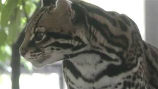 オセロット属　Leopardus
