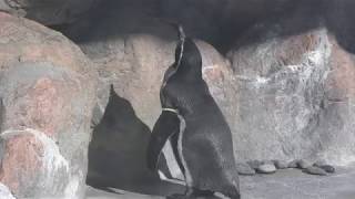 Humboldt penguin (Toyohashi Zoo and Botanical Park, Aichi, Japan) January 4, 2018