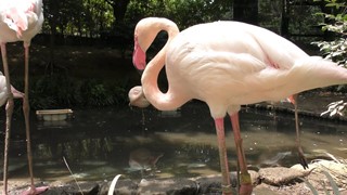 Greater Flamingo (OMIYA PARK ZOO, Saitama, Japan) July 21, 2018