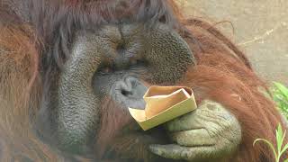 Bornean orangutan (Yokohama Zoological Gardens 