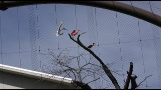 クロトキとショウジョウトキの飛行 (東京都立大島公園 動物園) 2018年3月3日