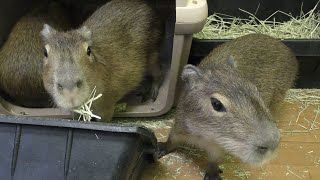 Baby Capybara (Capibaland PUIPUI, Kanagawa, Japan) April 28, 2018