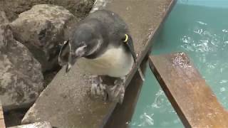 African penguin (Ise Meotoiwa INTERACTIVE Aquarium Sea Paradise, Mie, Japan) January 2, 2018