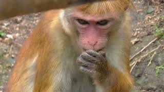 Toque macaque (Tokiwa Zoo, Yamaguchi, Japan) May 19, 2018