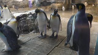 キングペンギン (長崎ペンギン水族館) 2017年12月24日