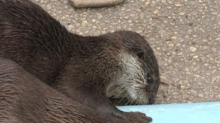 Asian short-clawed otter (Kagoshima City Hirakawa Zoological Park, Kagoshima, Japan) April 17, 2019