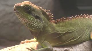 Chinese water dragons