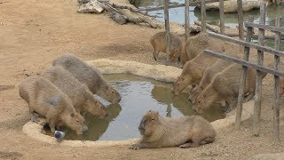 Capybara Feeding time (Tokushima Zoo, Tokushima, Japan) March 2, 2019