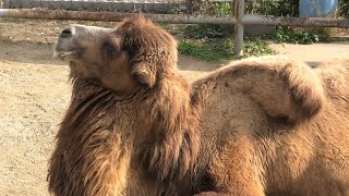 Bactrian camel (TENNOJI ZOO, Osaka, Japan) December 23, 2020