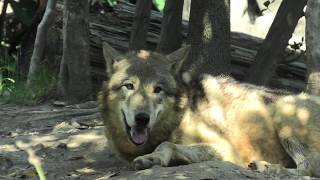 Eastern wolf (KOBE ANIMAL KINGDOM, Hyogo, Japan) June 24, 2020