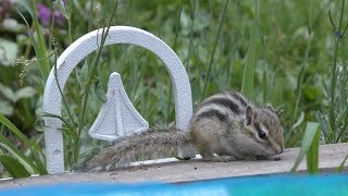 Baby Squirrel (Okhotsk Chipmunk Park, Hokkaido, Japan) June 28, 2019