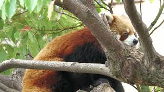 Lesser panda (Oji Zoo, Hyogo, Japan) October 14, 2021