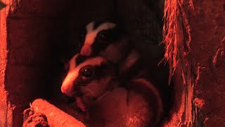 Striped possum (KOBE ANIMAL KINGDOM, Hyogo, Japan) March 29, 2021