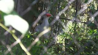 ヘビクイワシ の『キック』 (掛川花鳥園) 2022年7月30日