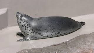 Spotted Seal & California sea lion Feeding guide MARINEPIA NIHONKAI, Niigata, Japan) Apr. 8, 2019