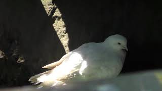 Ringneck Dove Leucism (Izu Shaboten Zoo, Shizuoka, Japan) April 22, 2018