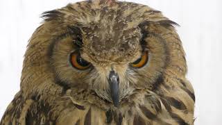 Indian eagle-owl (Comorebi morino ibaraido, Ibaraki, Japan) June 2, 2018