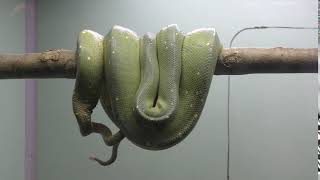 ミドリニシキヘビ (東山動植物園) 2017年11月18日