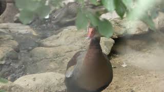 Black-bellied Whistling Duck (Himeji city zoo, Hyogo, Japan) June 6, 2019