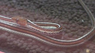 San Francisco garter snake (KimoKawaiiExhibition in Tokyo solamachi, Japan) July 4, 2018