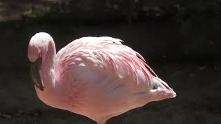 コフラミンゴ (天王寺動物園) 2023年6月3日