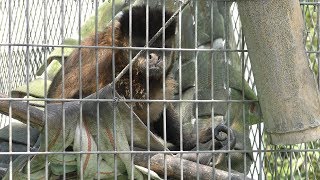 Tufted capuchin (Okinawa Zoo & Museum, Okinawa, Japan) May 13, 2019