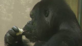 ニシゴリラ (東山動植物園) 2023年6月25日