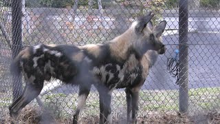 African hunting dog (Yokohama Zoological Gardens 