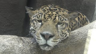 Jaguar (Nasu Animal Kingdom, Tochigi, Japan) August 2, 2019