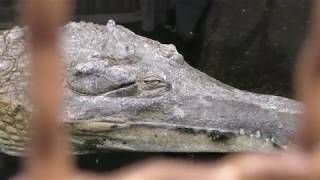 クロコダイル科　Crocodylidae