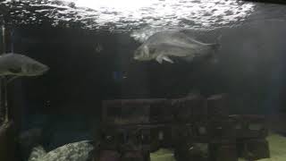 第4水槽室「海の生命の探索は続く」 (京都大学 白浜水族館) 2018年12月24日
