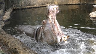 Hippopotamus (Oji Zoo, Hyogo, Japan) October 27, 2019