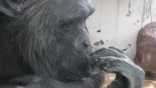 チンパンジー の『アニー』 (姫路セントラルパーク) 2019年2月11日