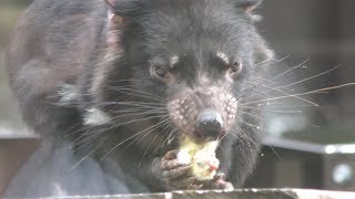 Tasmanian devil in the meal (Tama Zoological Park, Tokyo, Japan) September 23, 2017