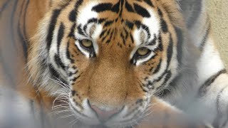 Siberian tiger (Kushiro City Zoo, Hokkaido, Japan) July 4, 2019