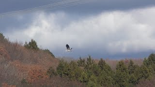 Grey heron (Nakagawa Aquatic Park, Tochigi, Japan) December 8, 2018
