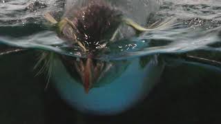 イワトビペンギンの泳ぎ (アクアパーク品川) 2017年9月29日