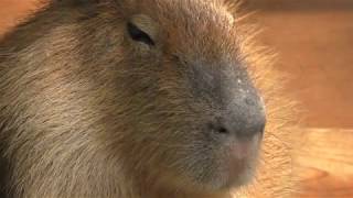 Capybara (Katsurahama Aquarium, Kochi, Japan) March 24, 2018