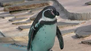 フンボルトペンギン (夢見ケ崎動物公園) 2017年12月16日