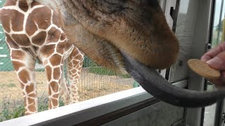 Giraffe (Iwate SafariPark, Iwate, Japan) August 12, 2019