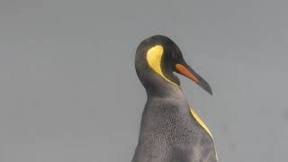 キングペンギン (アクアパーク品川) 2017年10月5日 2017年10月5日