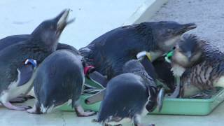 Penguin Feeding time (Tokyo Sea Life Park, Tokyo, Japan) December 17, 2017